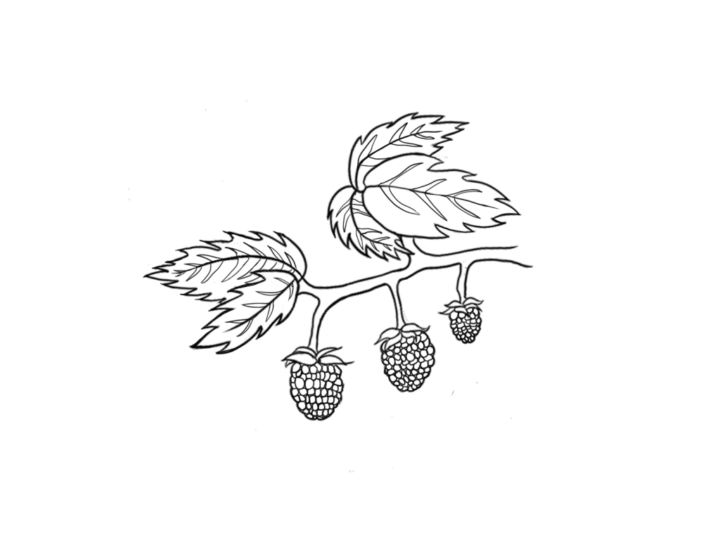 In a black and white outline style. A short branch containing three raspberries on the bottom and several leaves on the top.