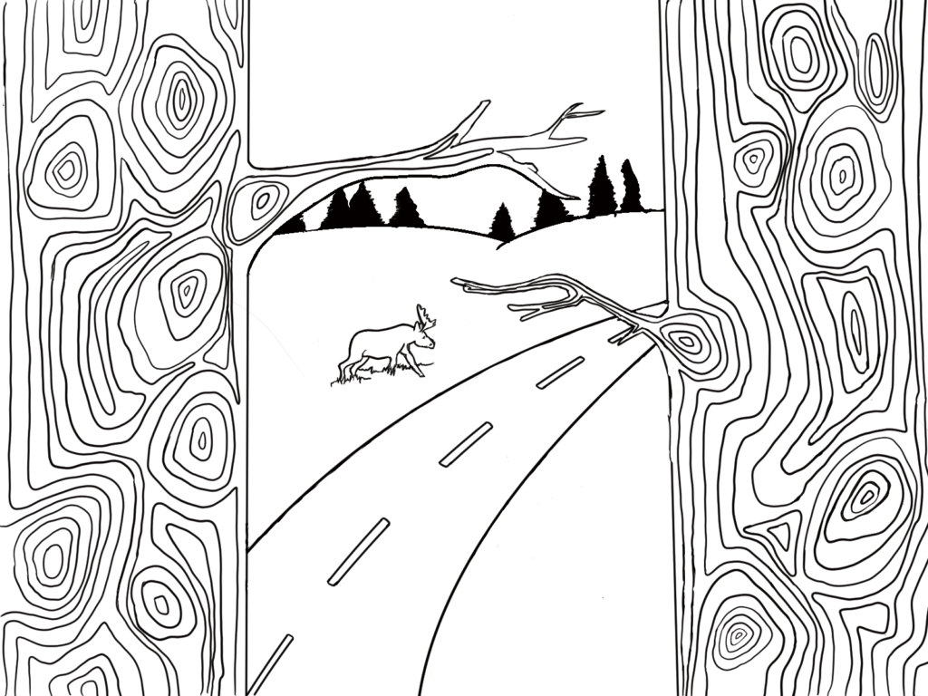 In a black and white outline style. Two trees with flowing bark and short branches. In the background is a road, moose, rolling hills, and dark trees.