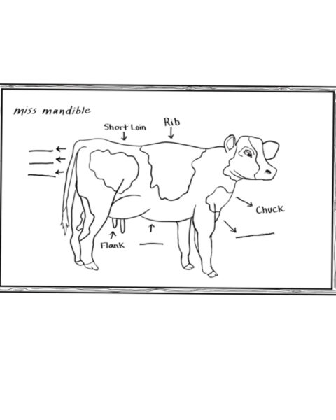 In a black and white outline style. An illustrated chalkboard containing a drawing of a cow. Most of its parts are labelled, while others remain unlabeled. "Miss mandible" is written on the top left corner.