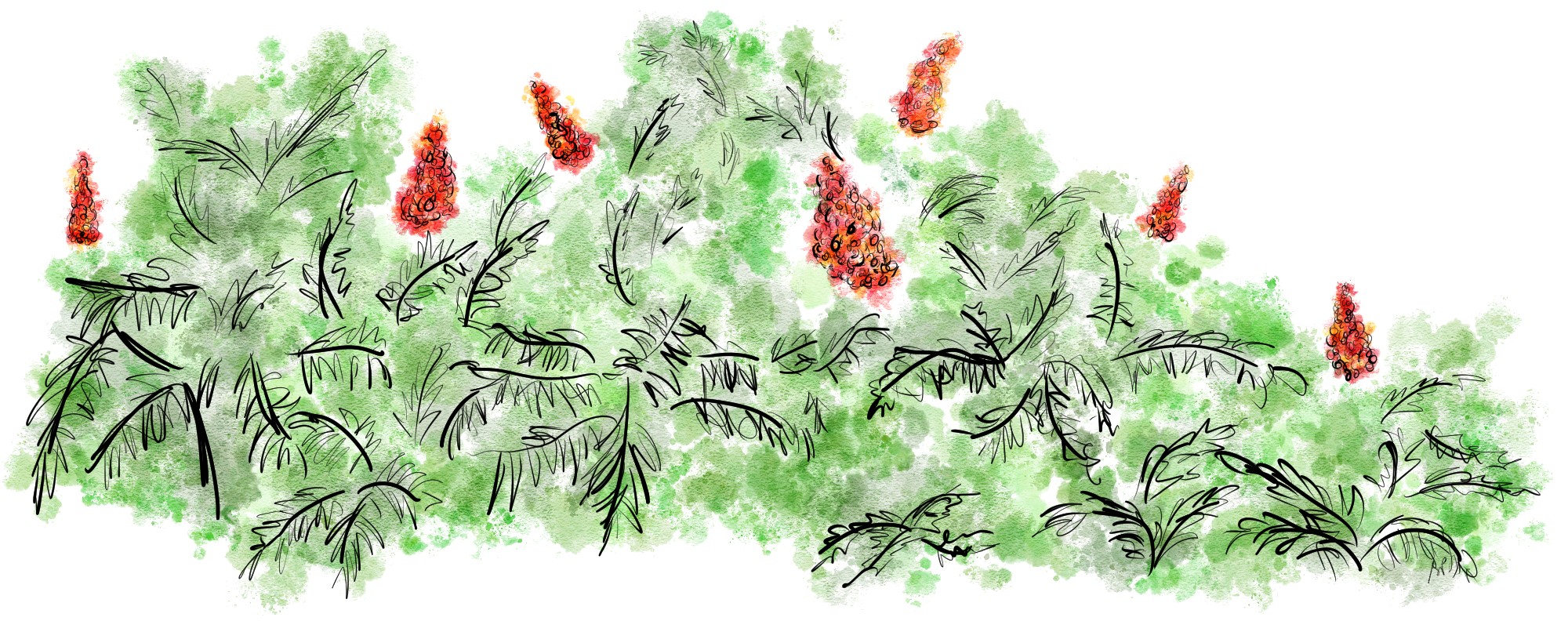 In a watercolour style. Illustration of sumac plants growing together. The leaves and bush are green, and the sumac petals are red with flecks of orange.